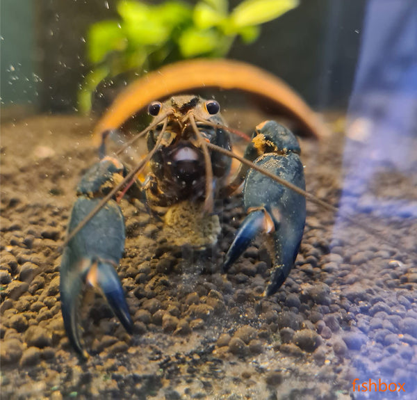 Cherax sp. Black Scorpion - fishbox