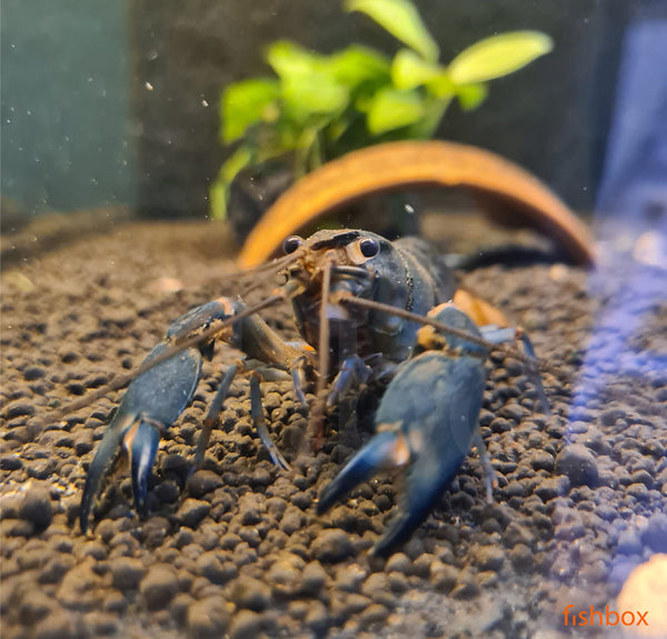 Cherax sp. Black Scorpion - fishbox