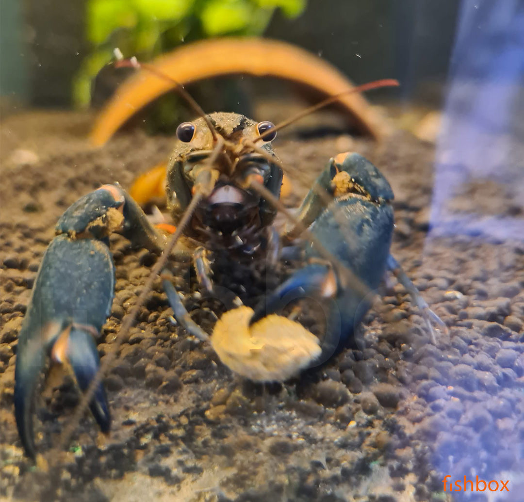 Cherax sp. Black Scorpion - fishbox