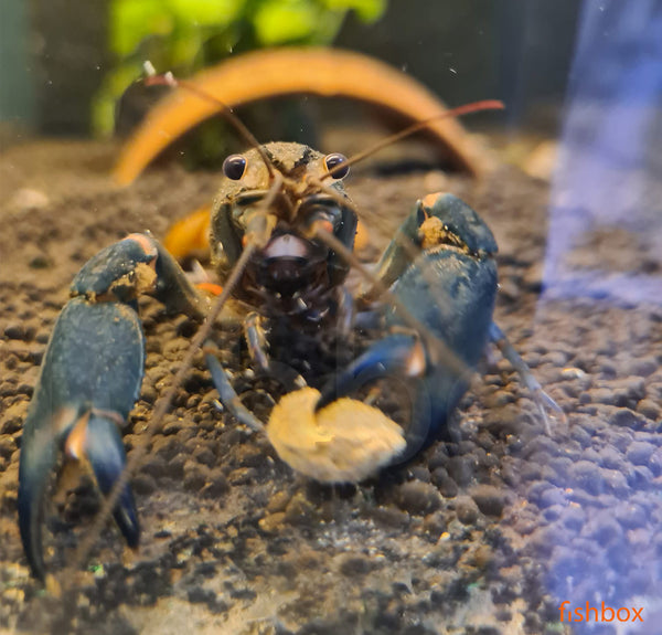 Cherax sp. Black Scorpion - fishbox