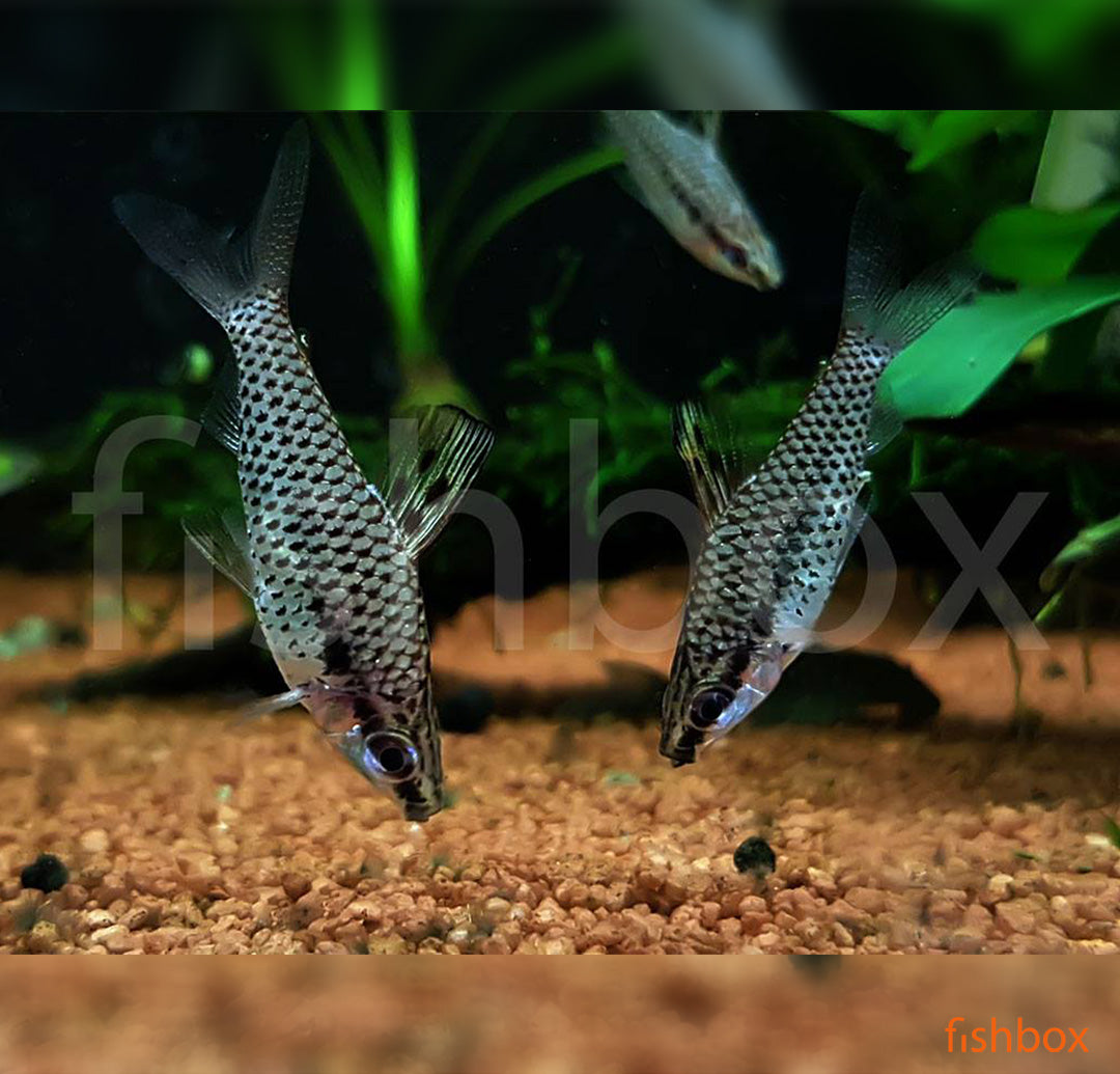 Chilodus punctatus - fishbox