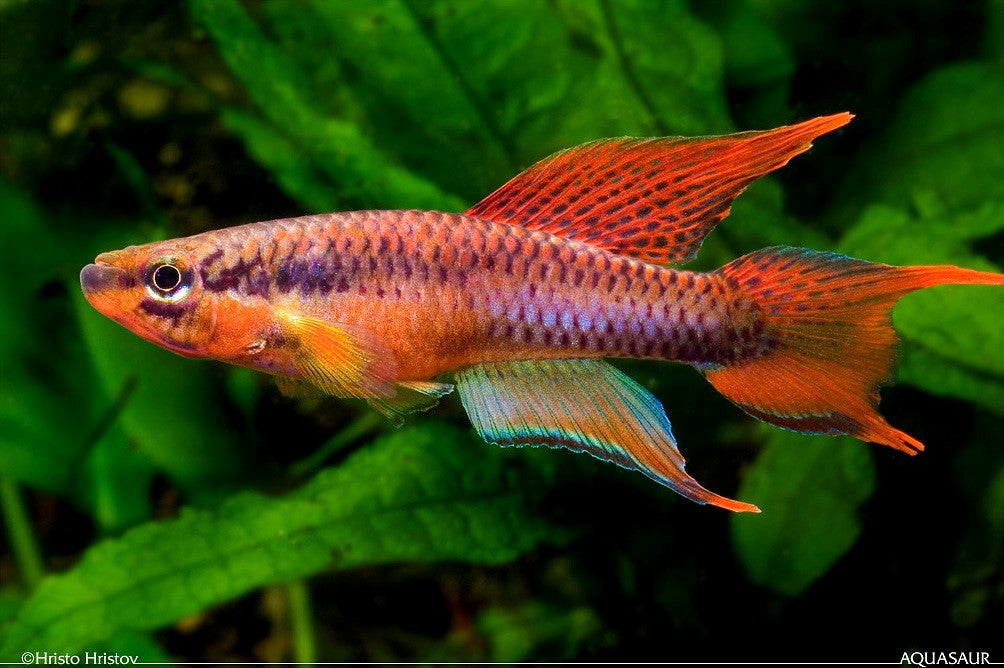 Chromaphyosemion bitaeniatum ''Lagos red'' - fishbox