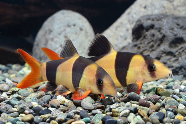 Chromobotia macracanthus - rilčasta činklja / Clown loach - fishbox