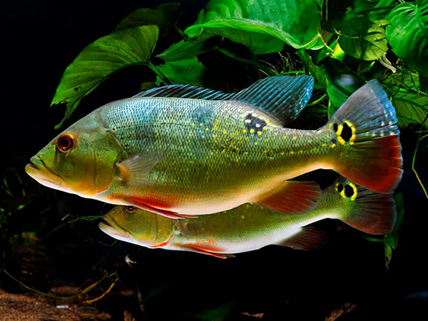 Cichla orinocoensis wild 4-6 cm