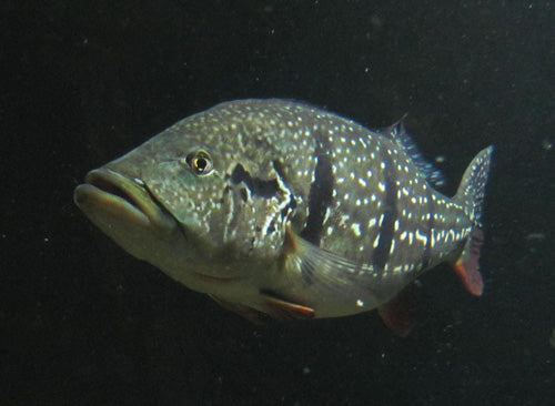 Cichla sp. temensis