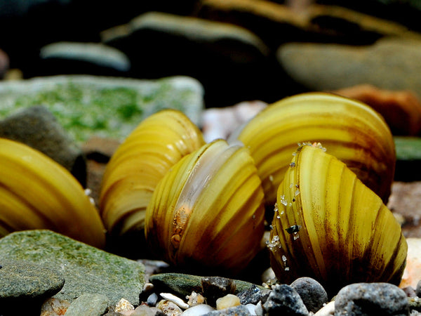 Corbicula javanicus - fishbox