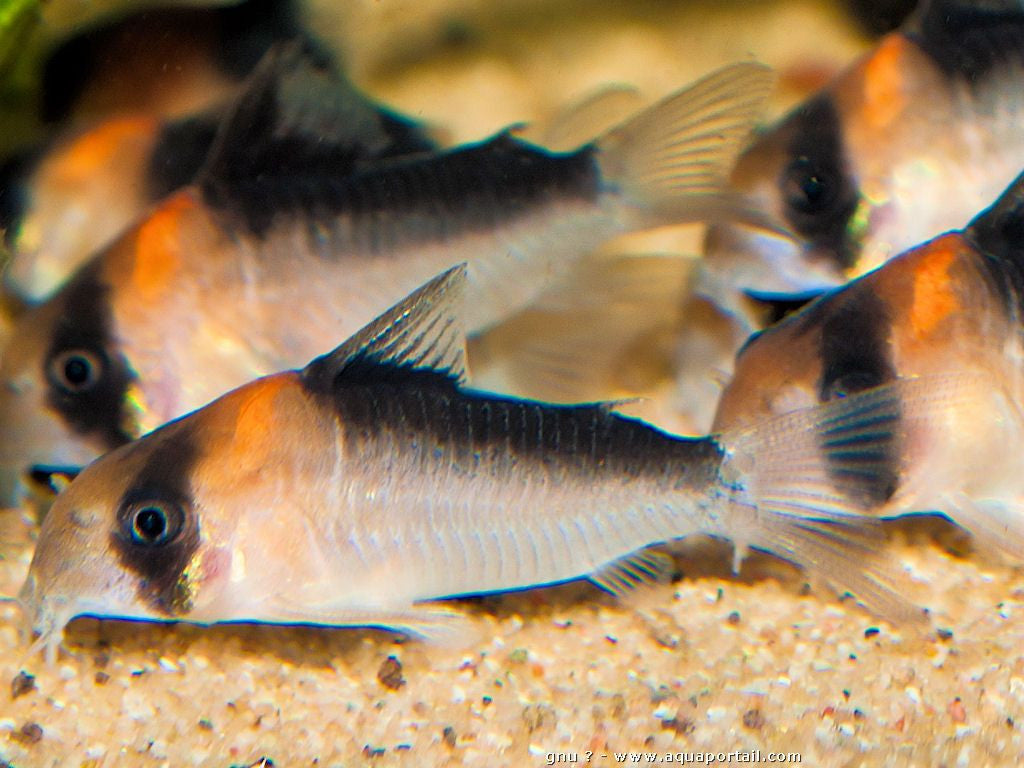 Corydoras adolfoi - fishbox