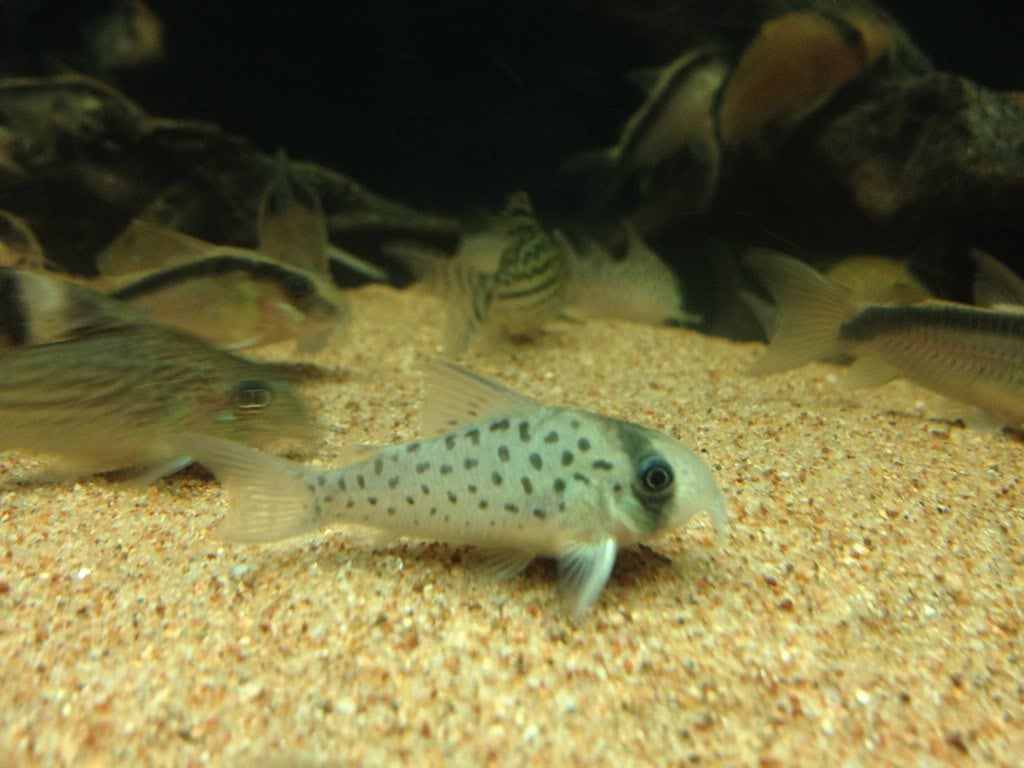 Corydoras atropersonatus - fishbox