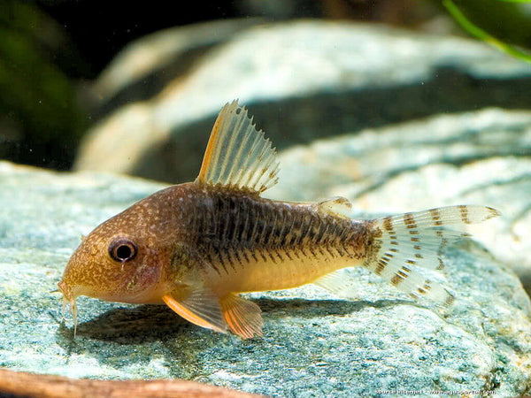 Corydoras gossei - fishbox