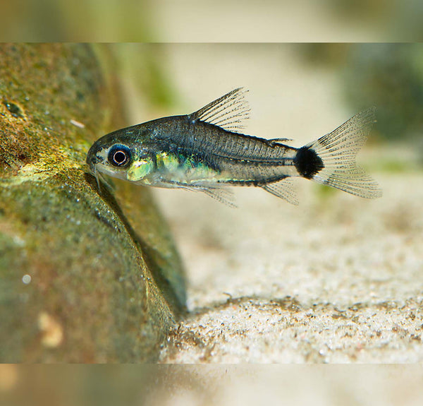 Corydoras hastatus - fishbox
