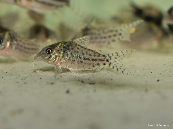 Corydoras punctatus - fishbox