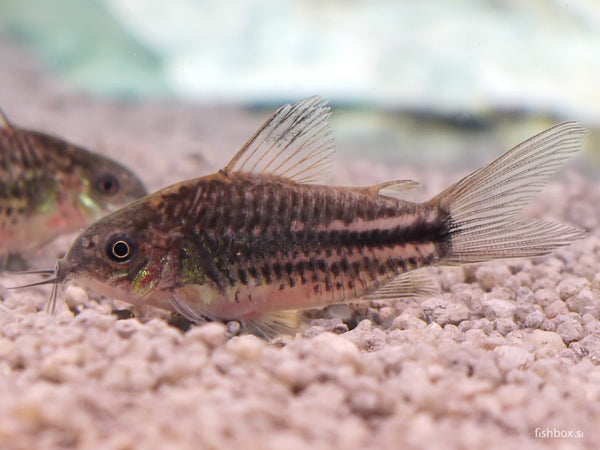 Corydoras sp. San Juan - fishbox