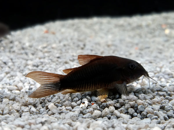 Corydoras sp. "Black Venezuela" - fishbox