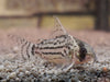 Corydoras schwartzi - fishboxCorydoras schwartzi - Schwartzev oklepni somič / Schwartz's Cory - fishbox