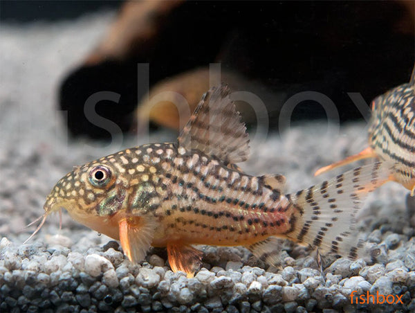 Corydoras sterbai – sterbov oklepni somič / Sterba's Cory - fishbox