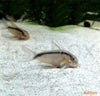 Corydoras arcuatus / Skunk Cory, C020 - fishbox