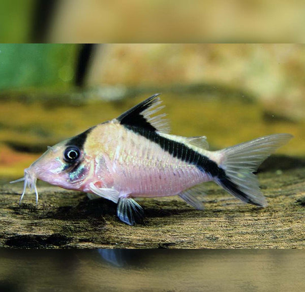 Corydoras melini - prečnoprogi oklepni somič / False Bandit Cory