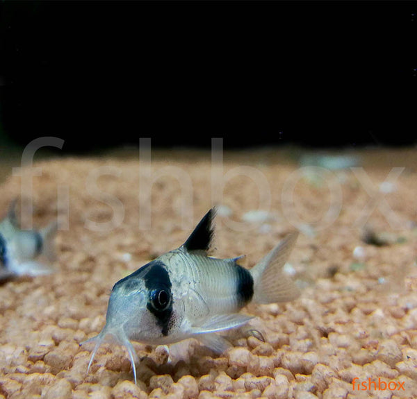 Corydoras panda – pandji oklepni somič / Panda Cory - fishbox