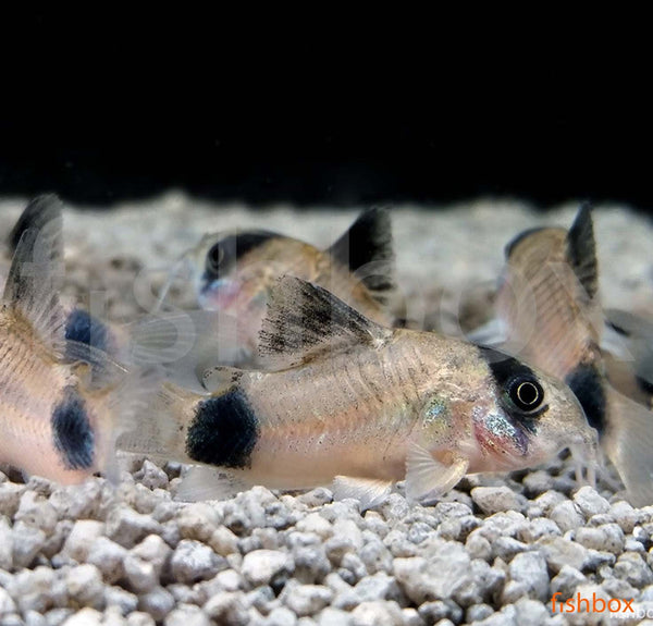 Corydoras panda – pandji oklepni somič / Panda Cory - fishbox