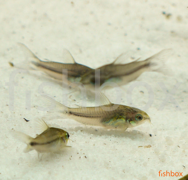 Corydoras pygmaeus – pritlikavi oklepni somič / Pygmy Cory - fishbox