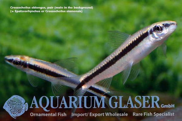 Crossocheilus oblongus – srebrna lisička / Siamese Algae-eater - fishboc
