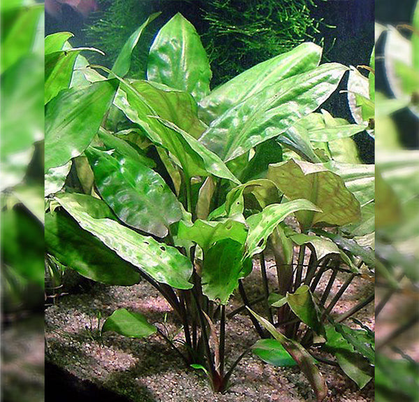 Cryptocoryne pontederiifolia