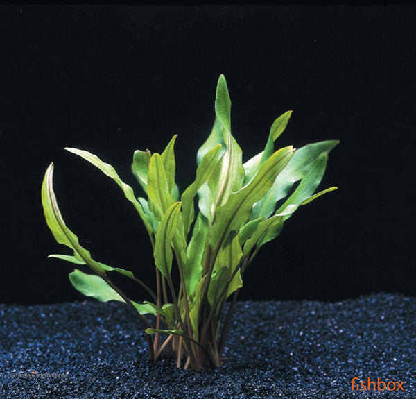 Cryptocoryne lutea - fishbox