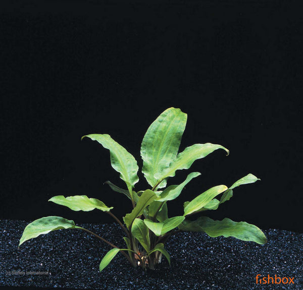 Cryptocoryne Wendtii Broad Leaf - fishbox