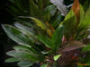 Cryptocoryne affinis - fishbox