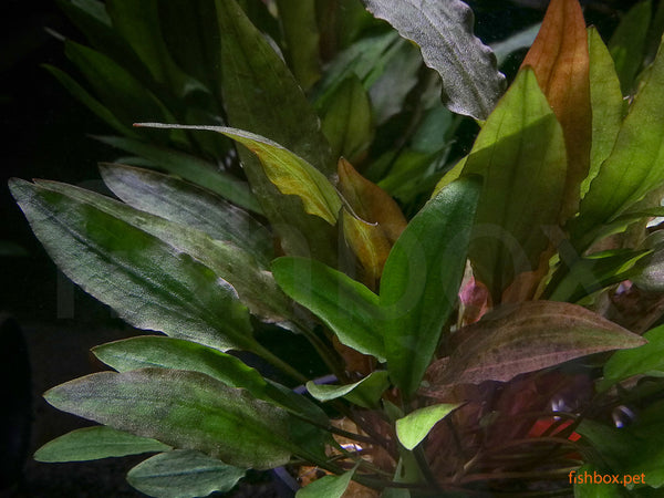 Cryptocoryne affinis - fishbox