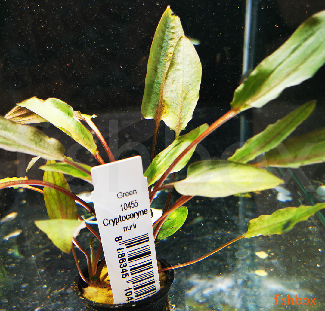 Cryptocoryne nuri - fishbox