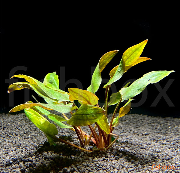 Cryptocoryne wendtii 'Brown' - fishbox