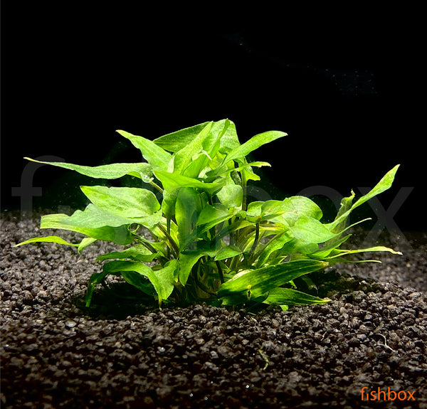 Cryptocoryne wendtii 'Green' - fishbox