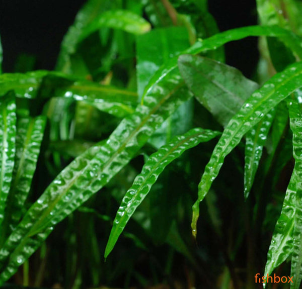 Cryptocoryne crispatula var. Balansae - fishbox