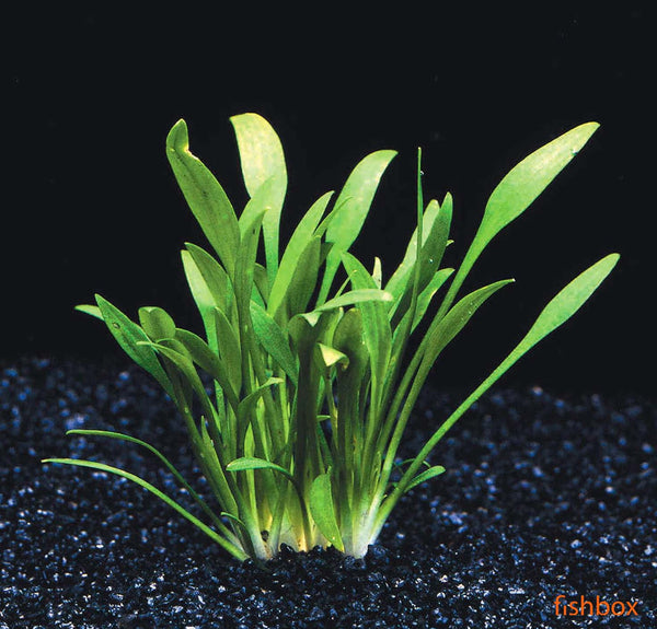 Cryptocoryne nevillii