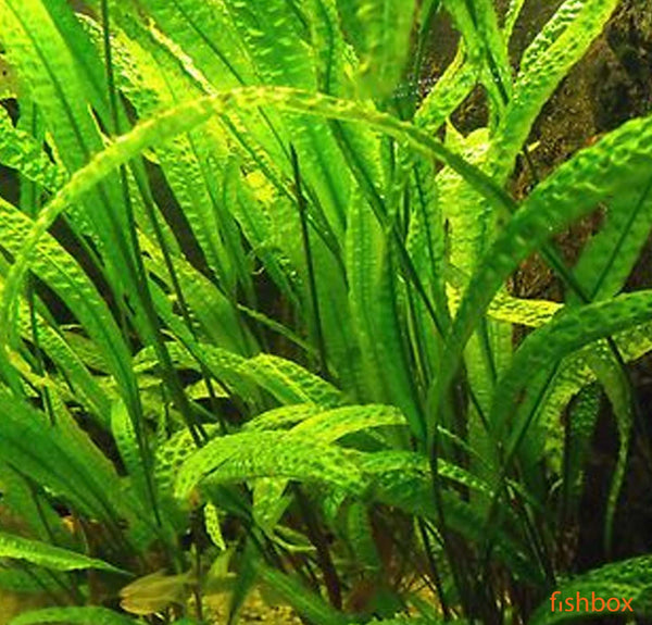 Cryptocoryne usteriana - facebook