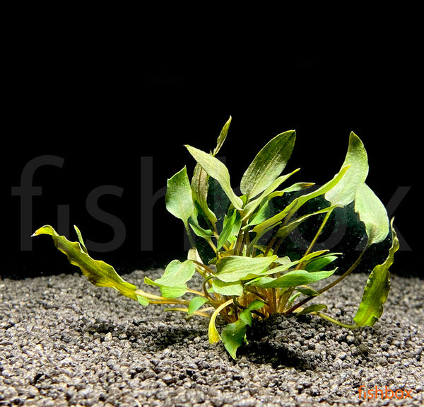 Cryptocoryne beckettii - fishbox