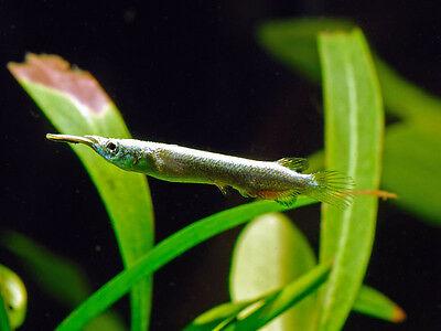 Dermogenys pusilla - mala kljunata ščukica / Wrestling Halfbeak - fishbox