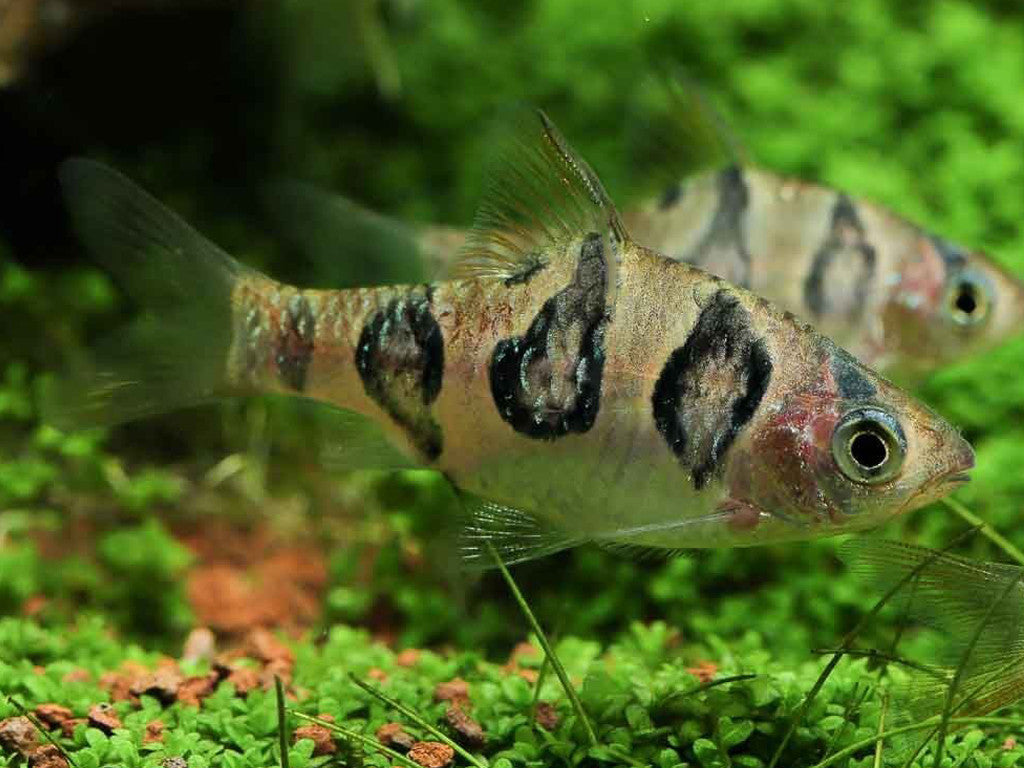 Desmopuntius rhomboocellatus - fishbox