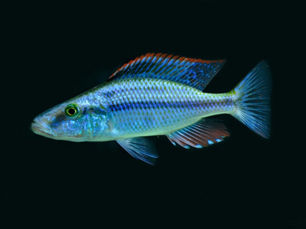 Dimidiochromis compressiceps