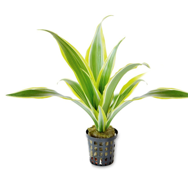 Dracaena Sanderiana