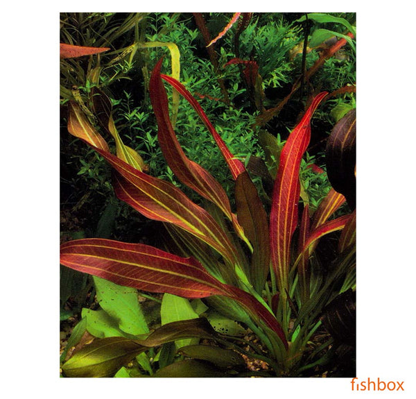 Echinodorus Hot Pepper - fishbox