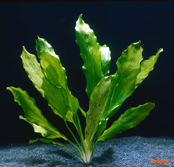 Echinodorus Ozelot Green - fiahbox