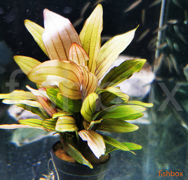 Echinodorus 'Miracle' - fishbox