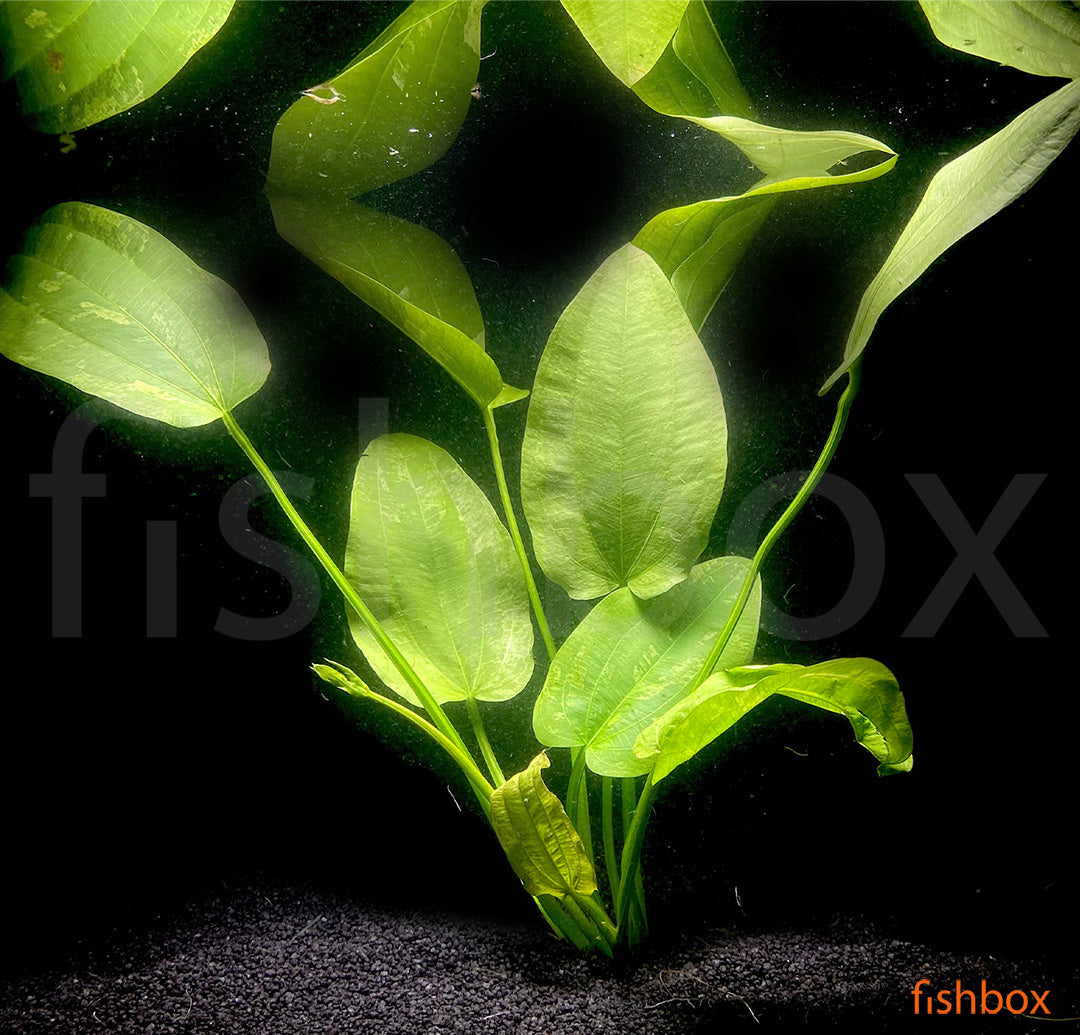 Echinodorus cordifolius 'Marble Queen' - fishbox