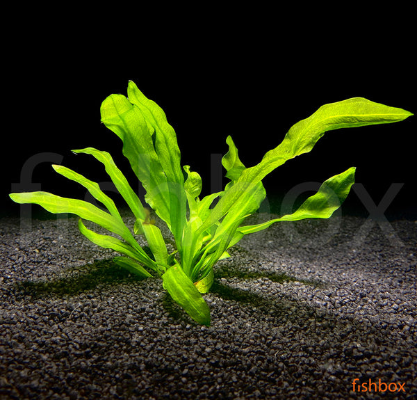 Echinodorus major martii - fishbox