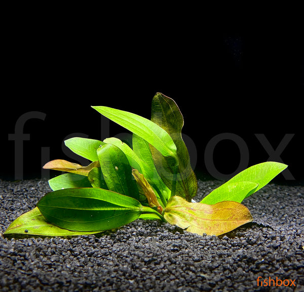 Echinodorus Osiris Rose - fishbox