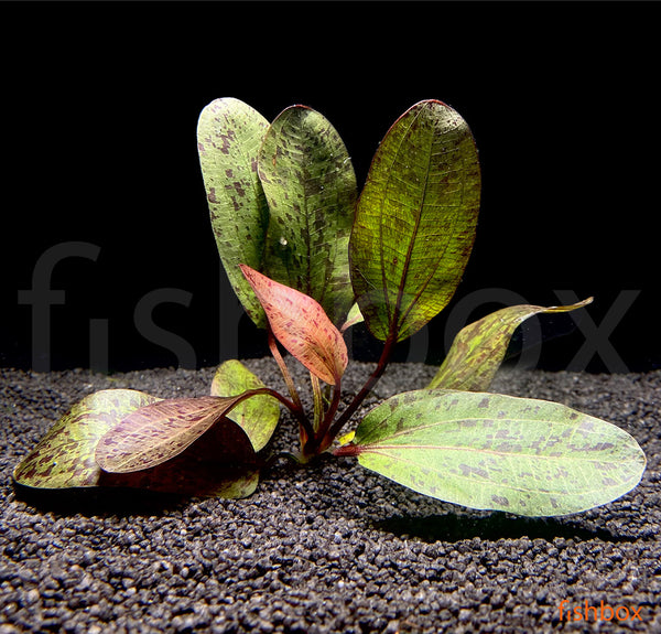 Echinodorus Ozelot - fishbox