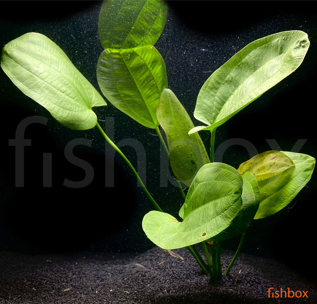 Echinodorus schlueteri Leopard - fishbox