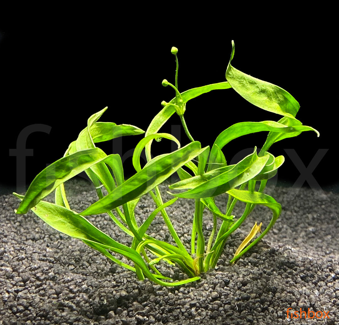Helanthium bolivianum - fishbox